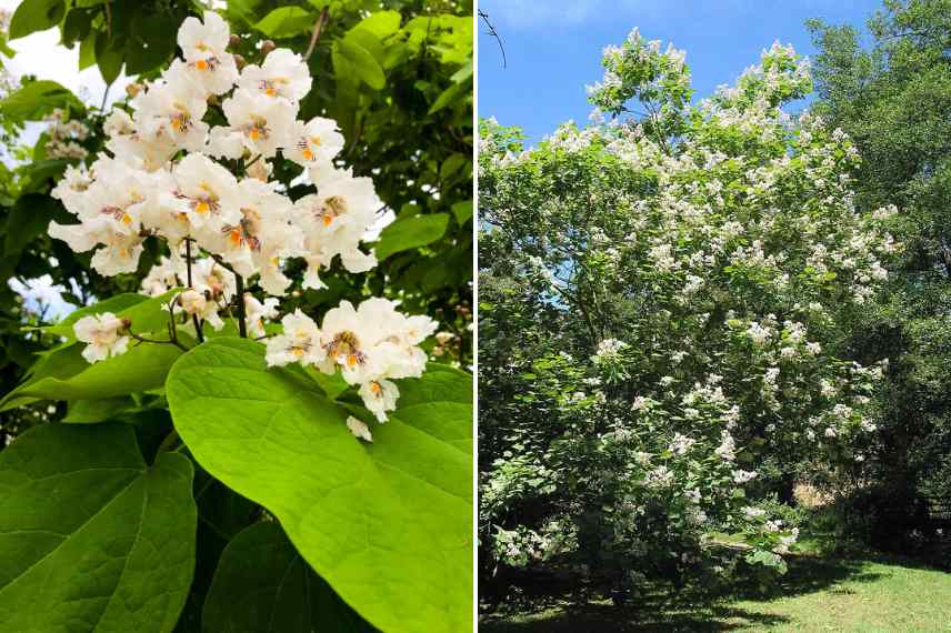 especes de Catalpa