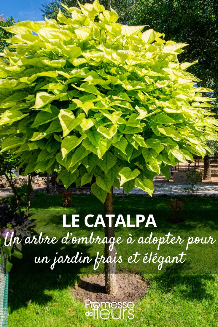 Arbre d’ombrage : adoptez le Catalpa pour un jardin frais et élégant