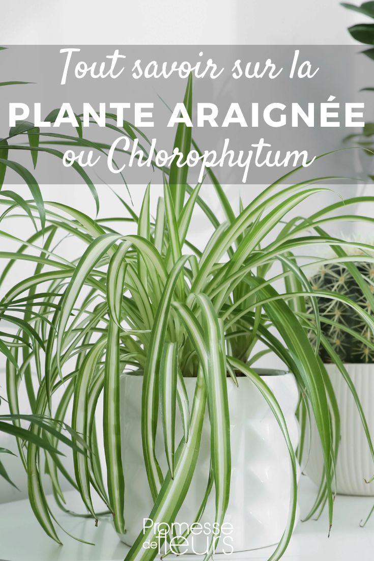 Chlorophytum - Plante araignée : planter et cultiver