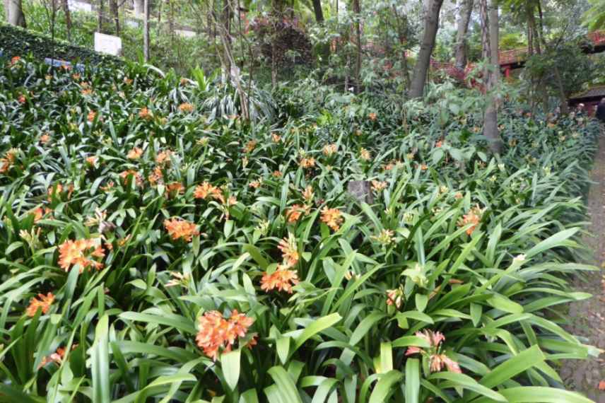 clivia indoor plant