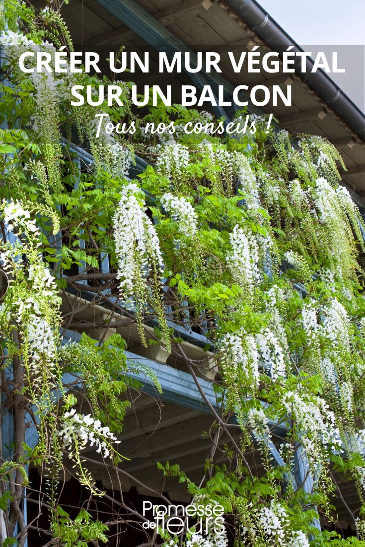 glycine balcon