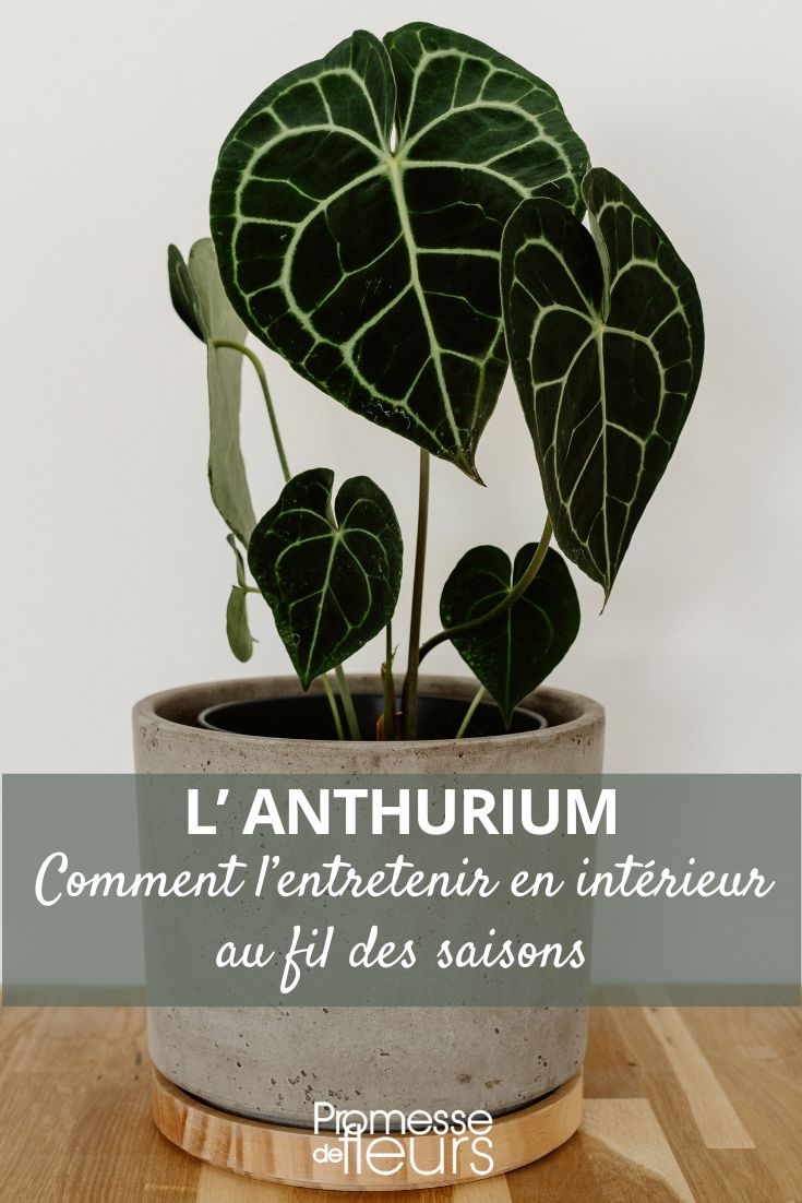 Anthurium Clarinervium