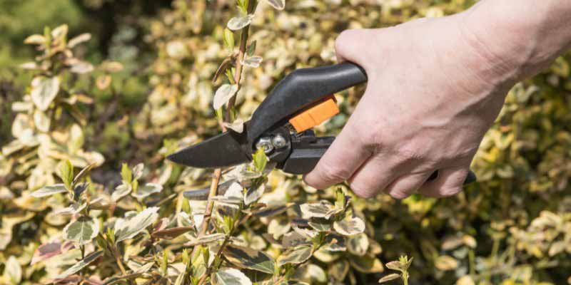 Reussir la taille du fusain ou Euonymus