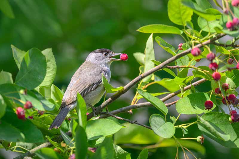 Comptage des oiseaux des jardins - Fauvette