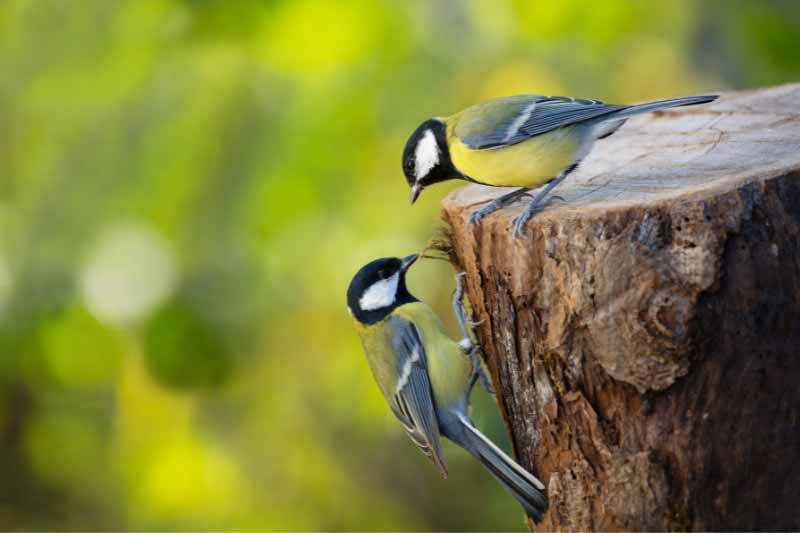 Comptage des oiseaux des jardins 2025 - Mésanges