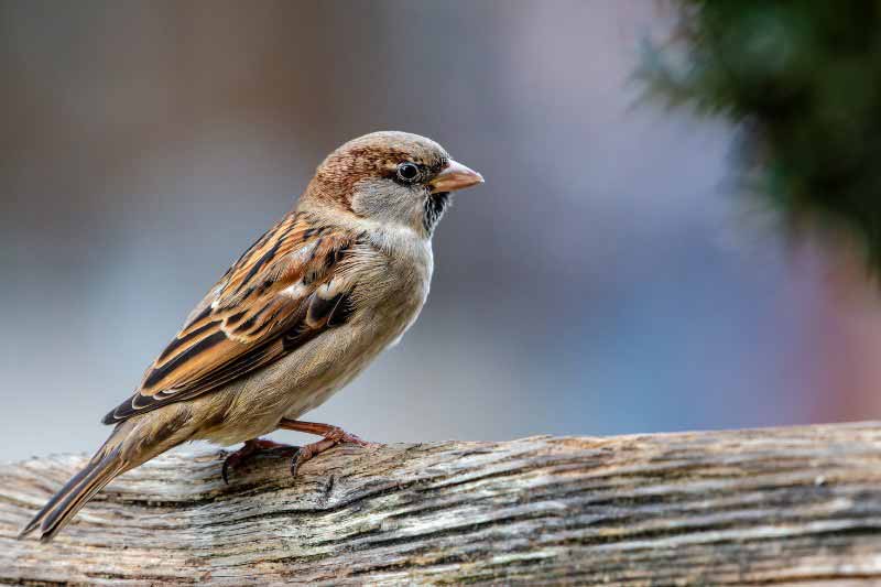 Les oiseaux des jardins - Moineau