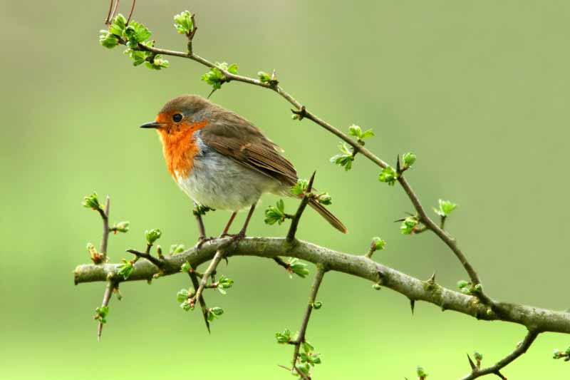 Les oiseaux des jardins - Rouge-gorge