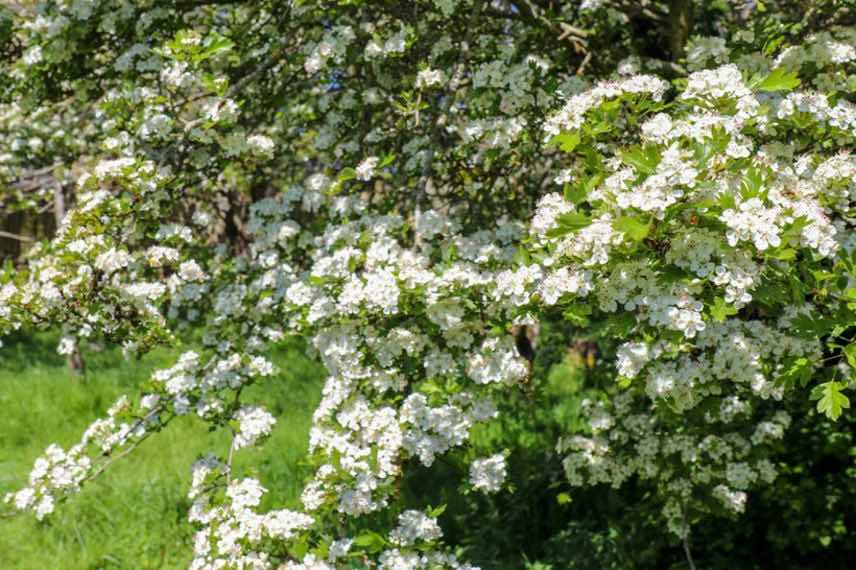 fleurs de Crataegus laevigata