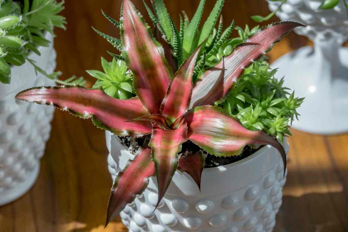 Cryptanthus bipinnatus Ruby Red