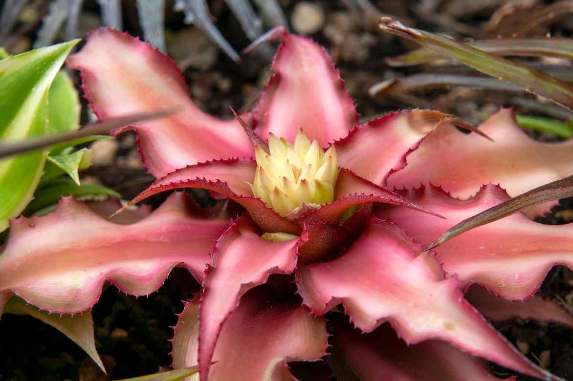 Cryptanthus bivittatus