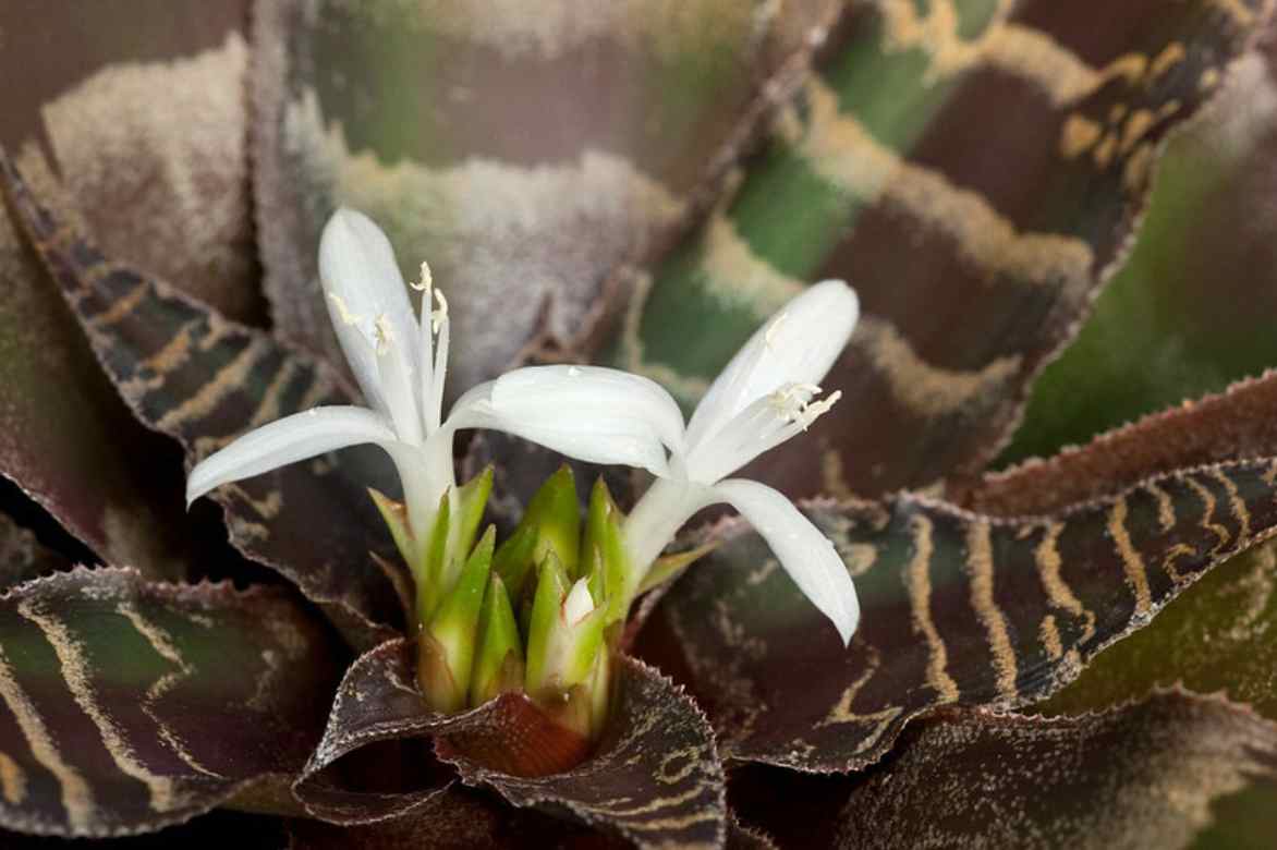 fleur du cryptanthus