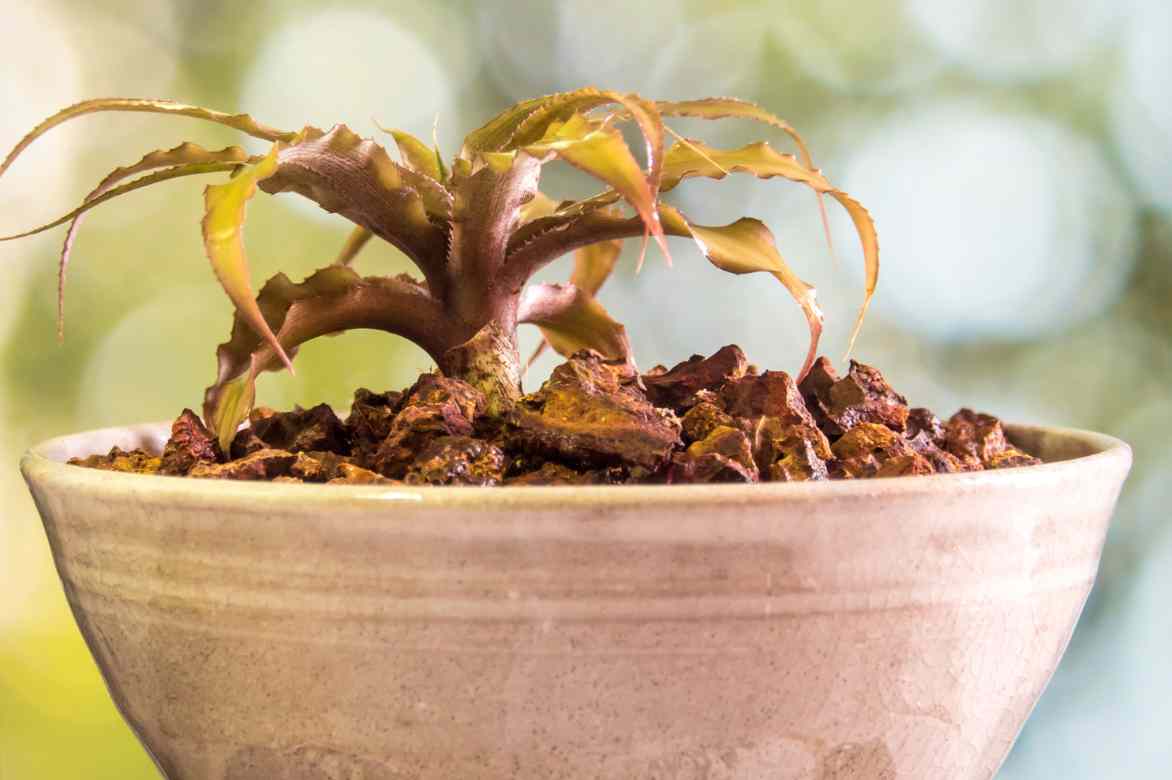 quel pot pour un cryptanthus