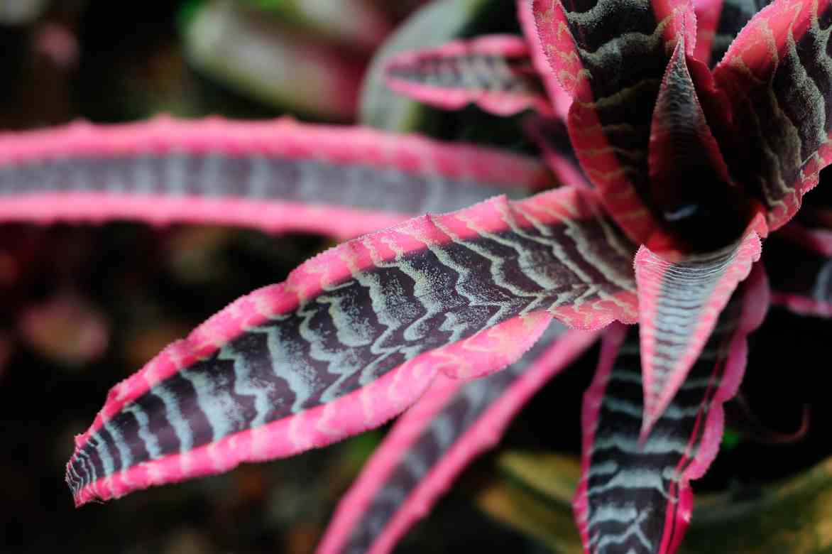 cryptanthus rose