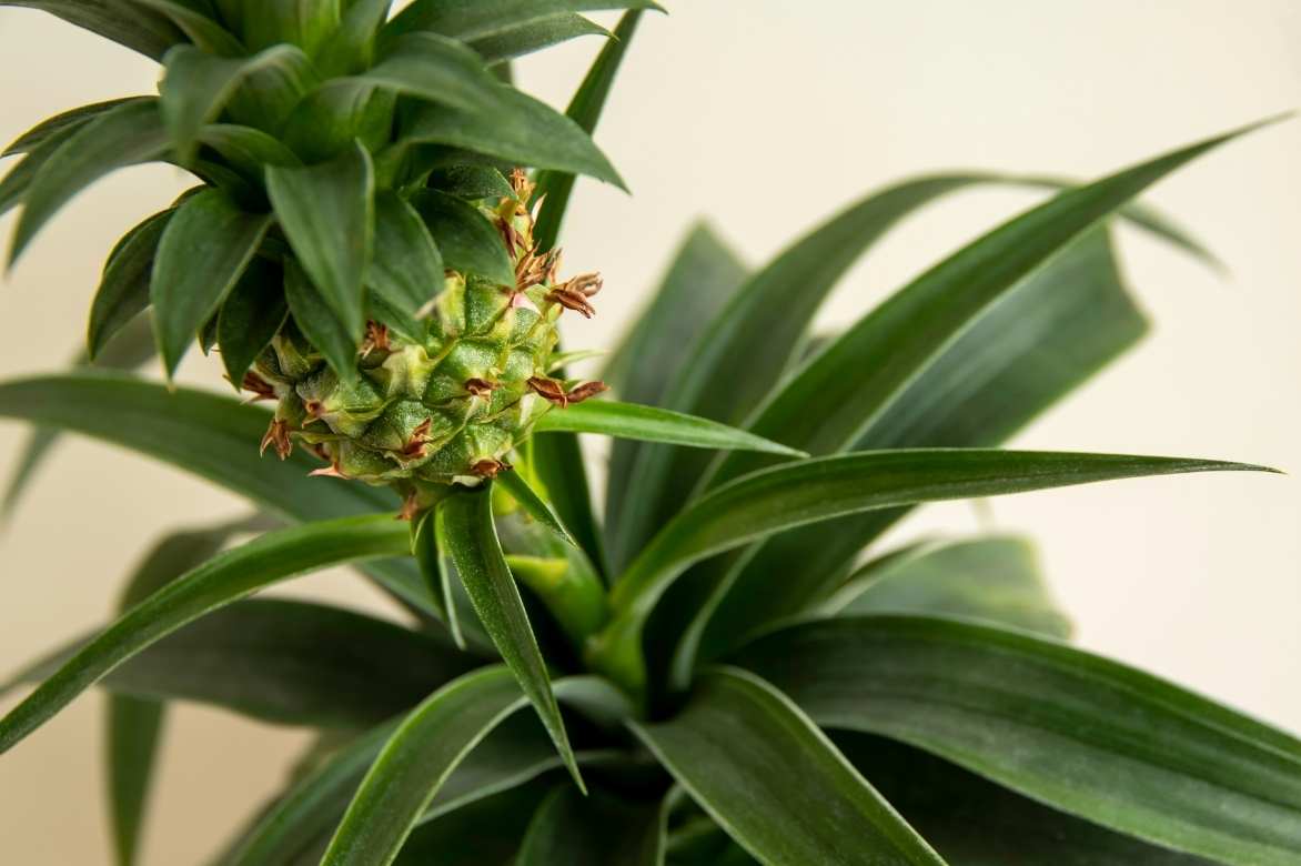 pineapple plant cultivation