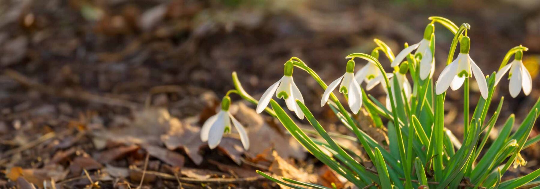 Comment entretenir les perce-neige après leur floraison ?