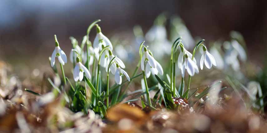 Perce-neige, Galanthus nivalis