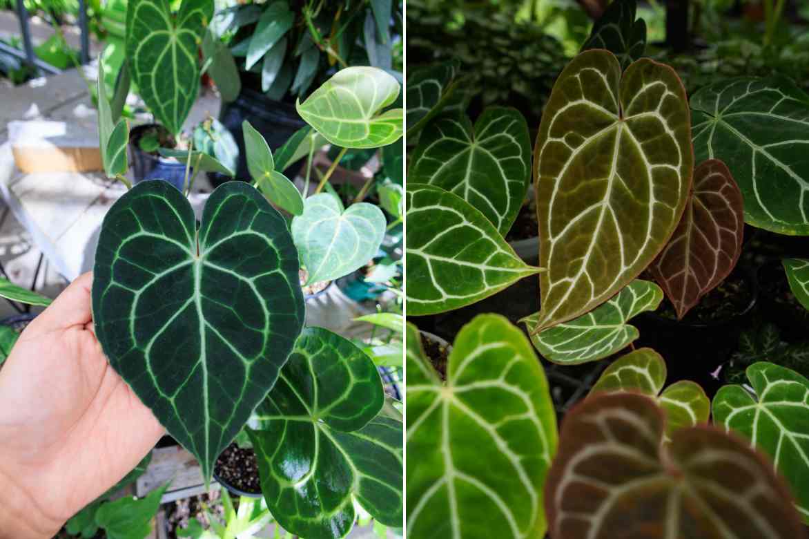 feuilles anthurium