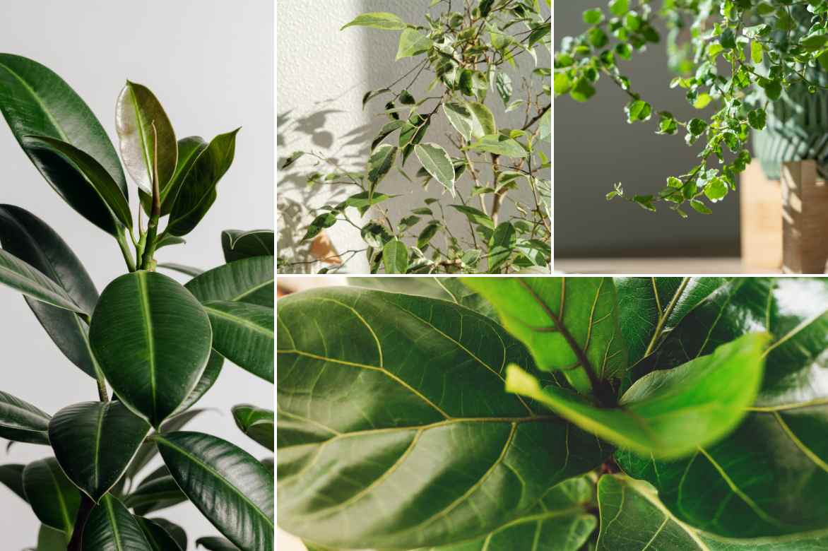 Ficus plante interieur