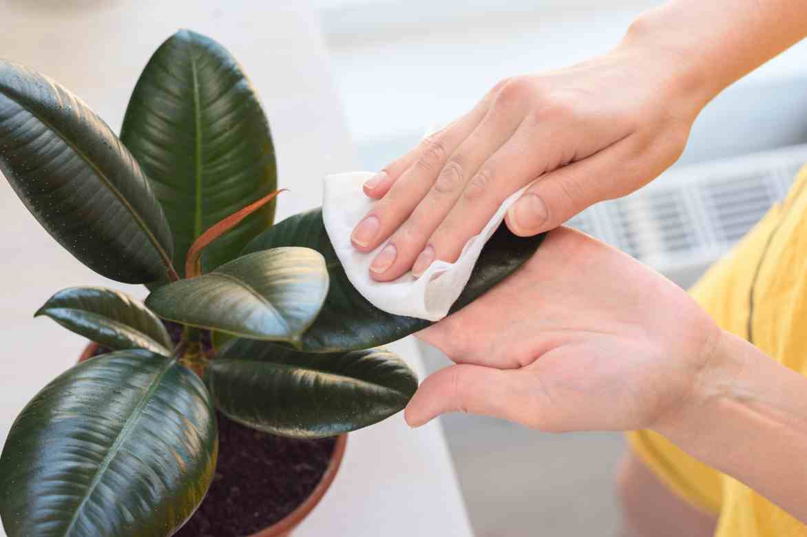 ficus soins nettoyage feuilles