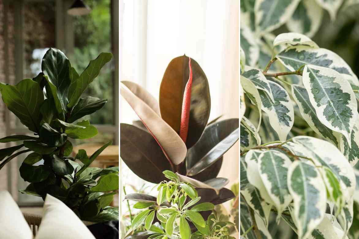 Especes varietes de Ficus