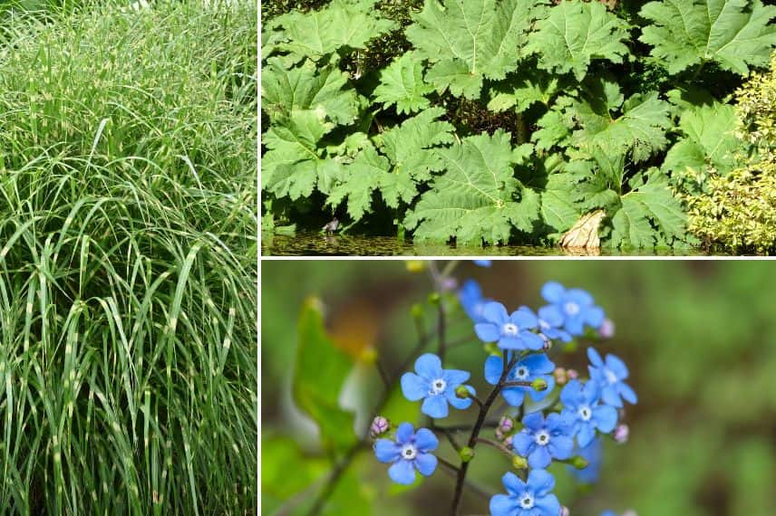 gunnera, myosotis