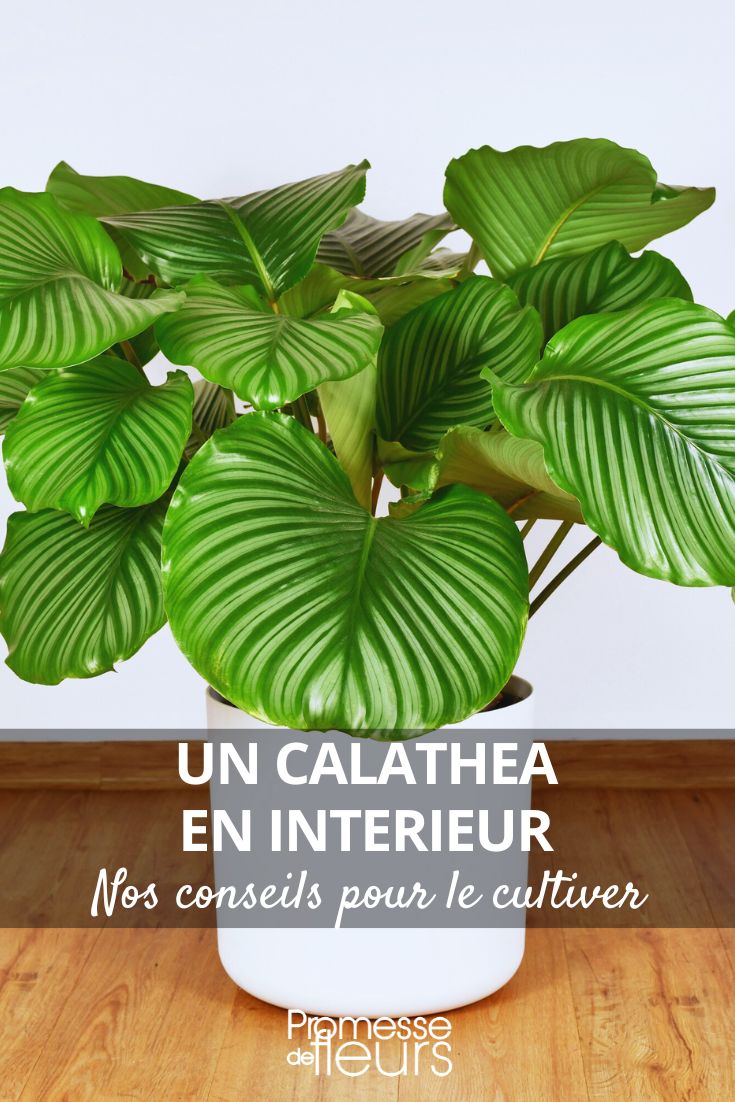 cultiver un calathea