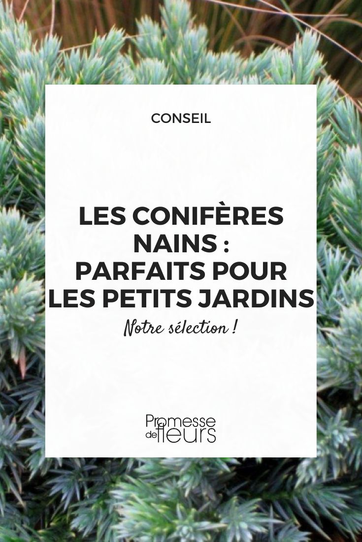 des petits conifères pour petit jardin