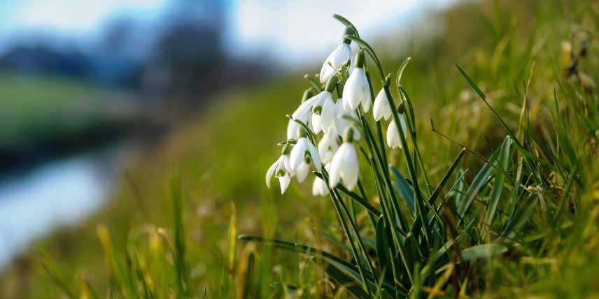 Perce-neige, Galanthus nivalis