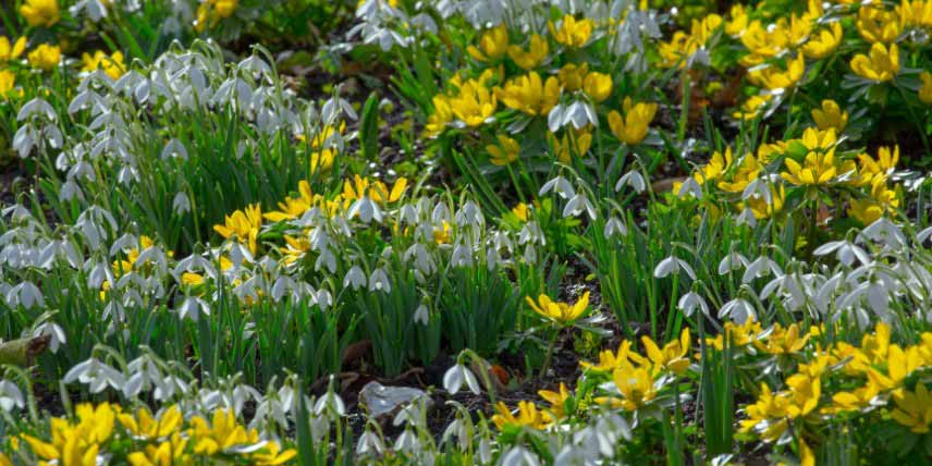 Galanthus nivalis et Eranthis hyemalis