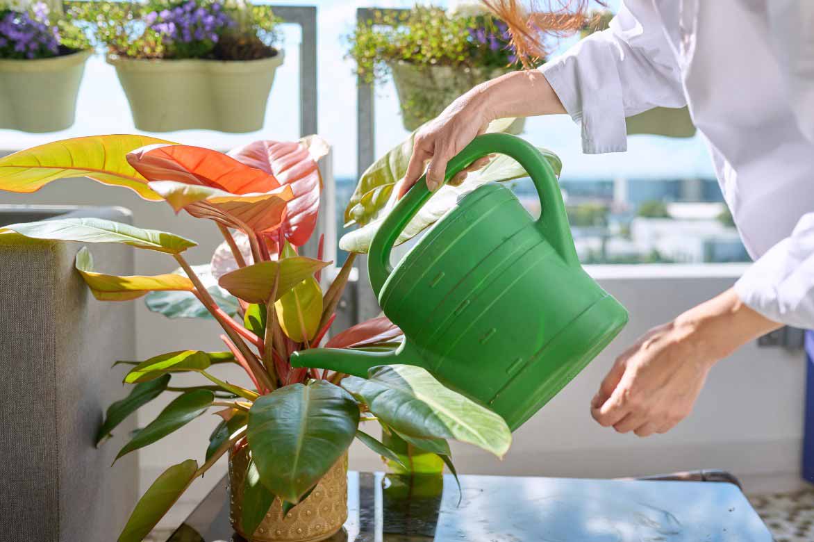 Watering a Philodendron