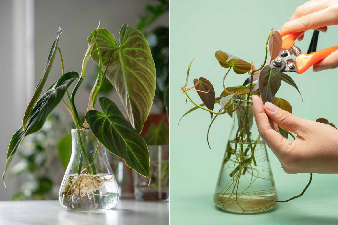 Propagating Philodendron