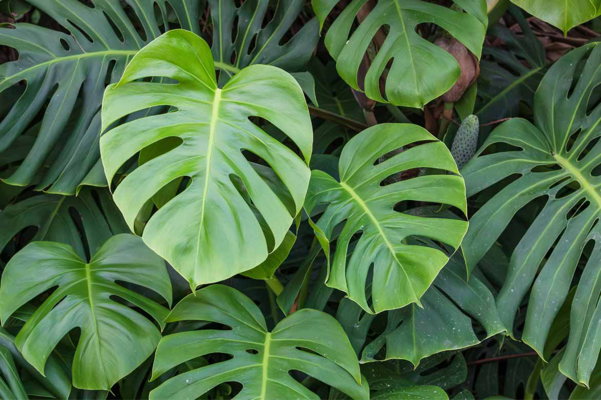 The large cut-out leaves of the Monstera