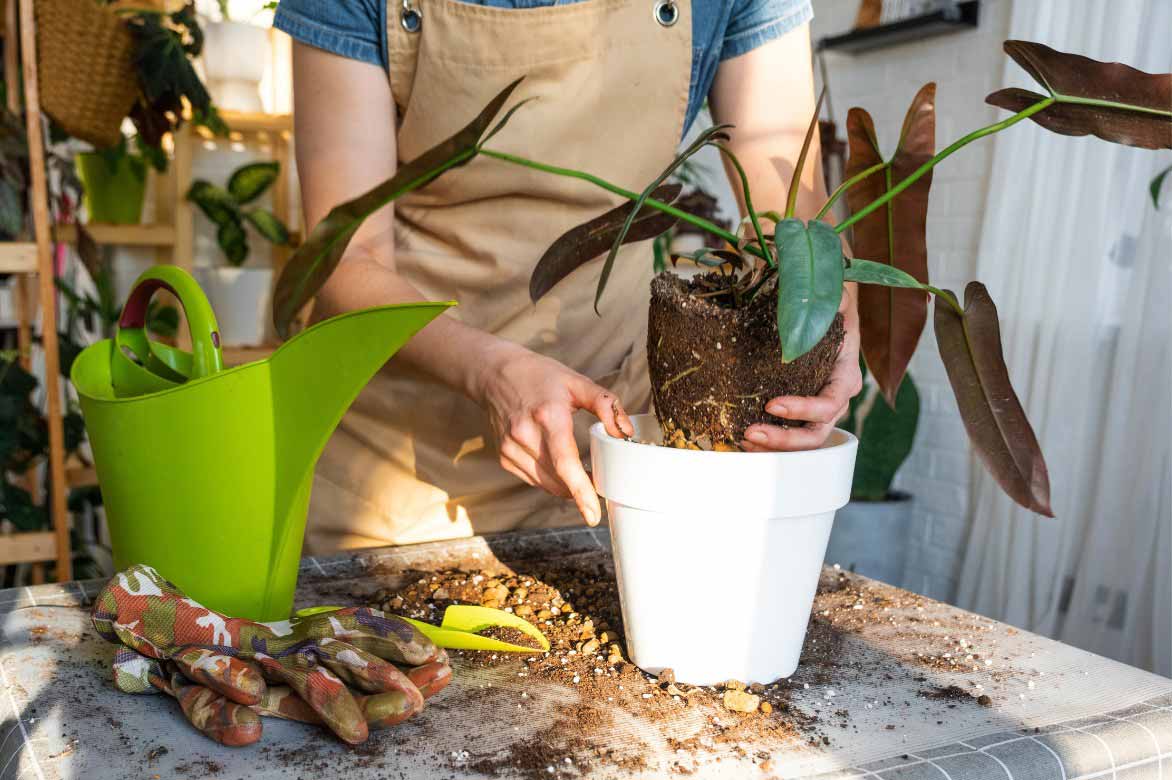 How to Plant the Philodendron