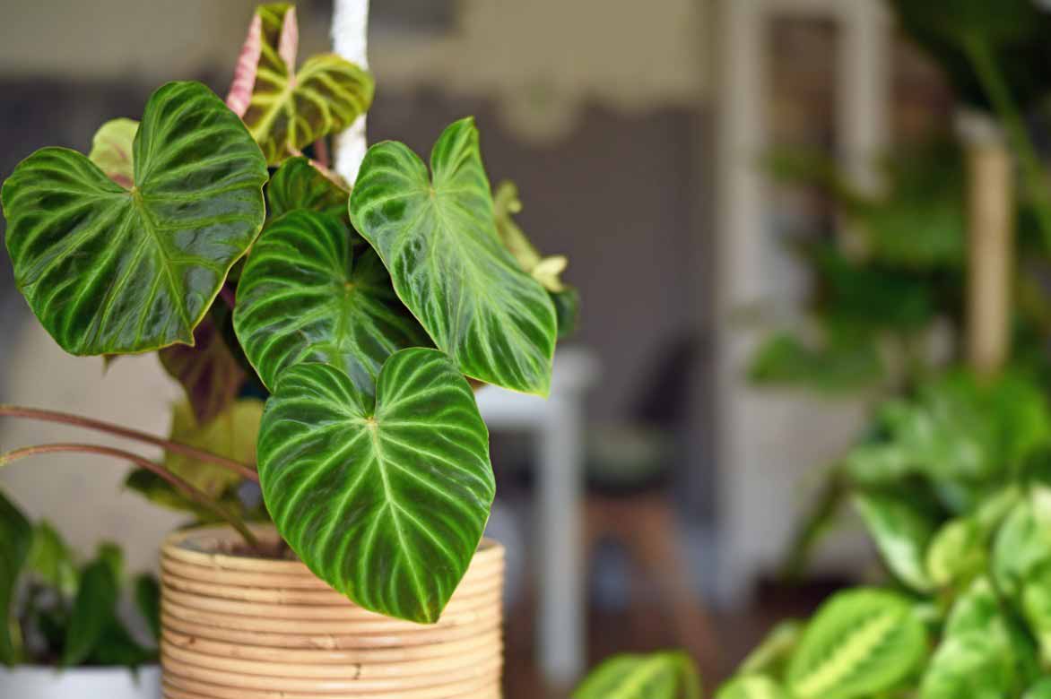 The foliage of Philodendron verrucosum