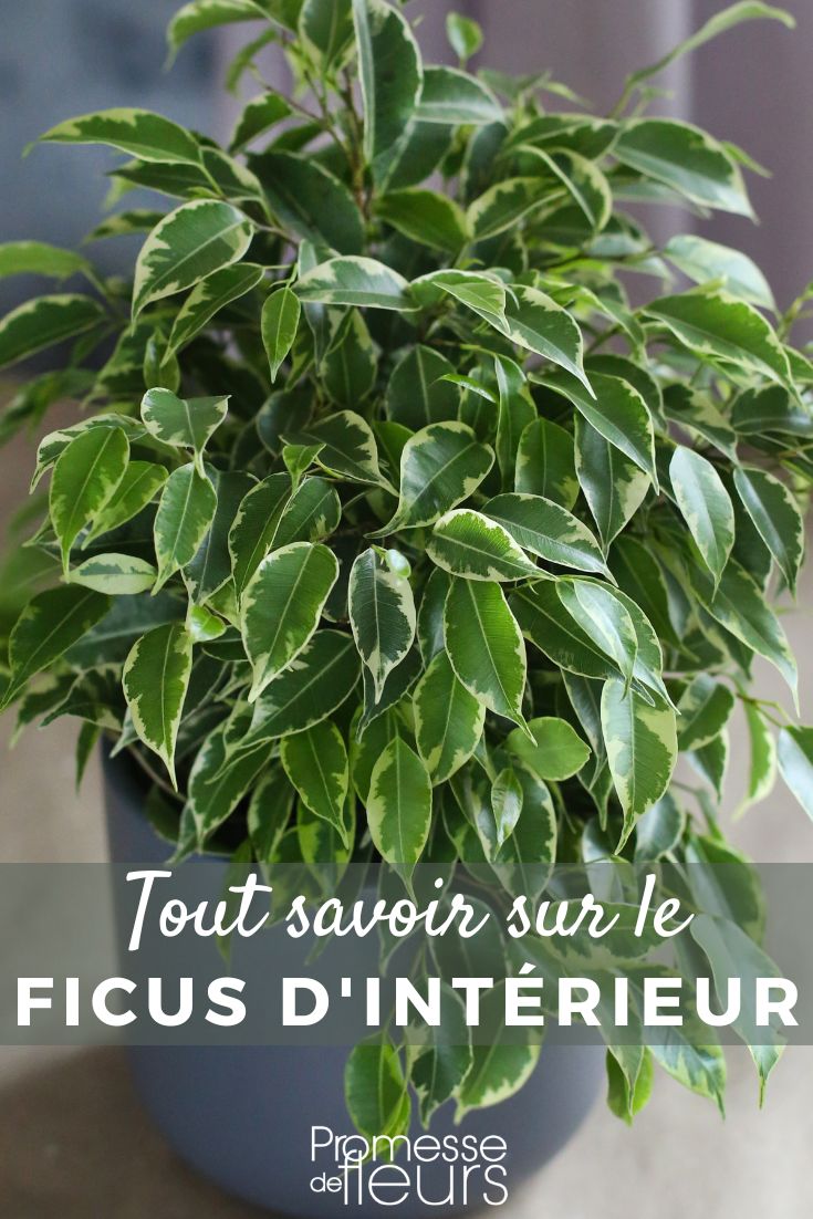 Ficus d'intérieur : cultiver et entretenir