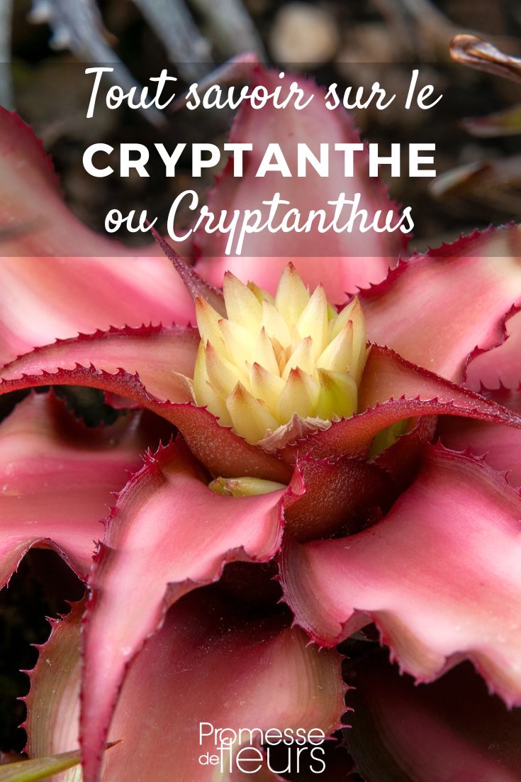 Cryptanthus - Cryptanthe : cultiver et entretenir