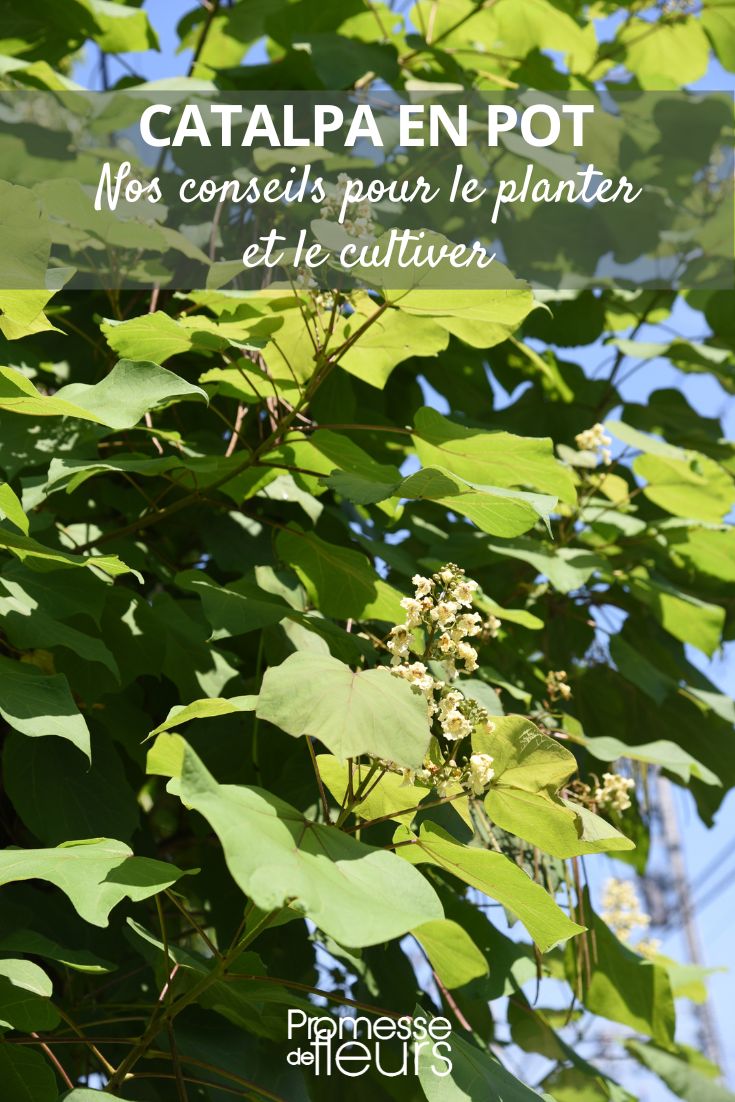 catalpa en pot