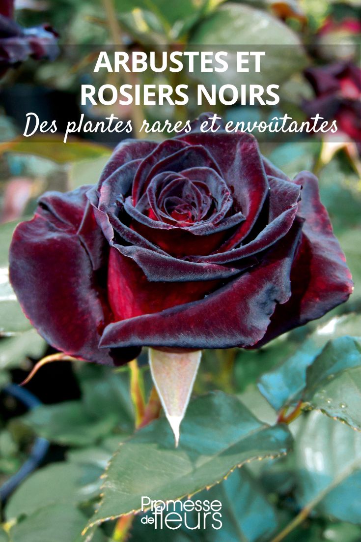 rosier Black Baccara