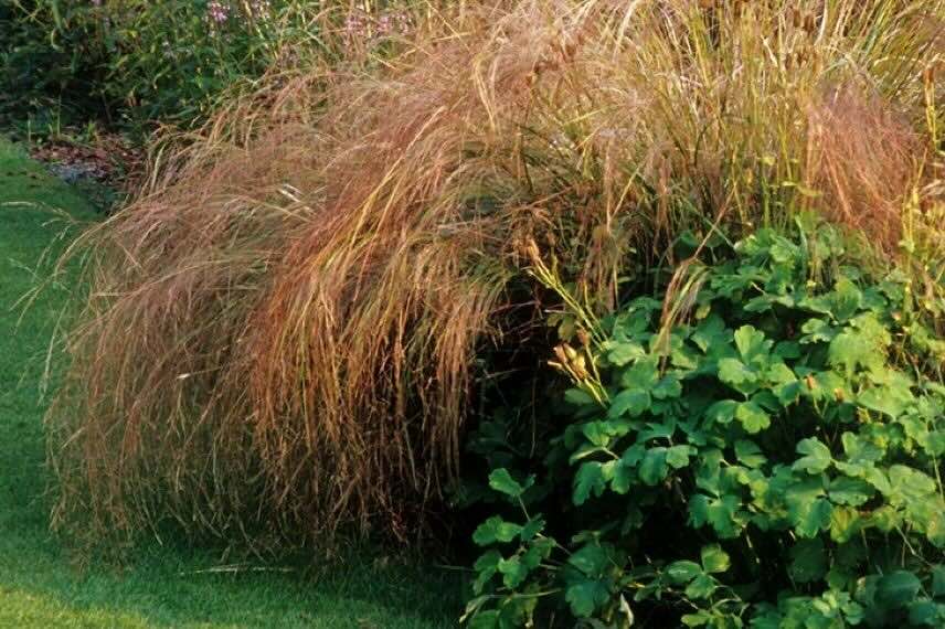 touffe bronze de Stipa arundinacea