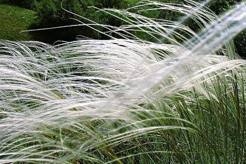 épis de Stipa pulcherrima