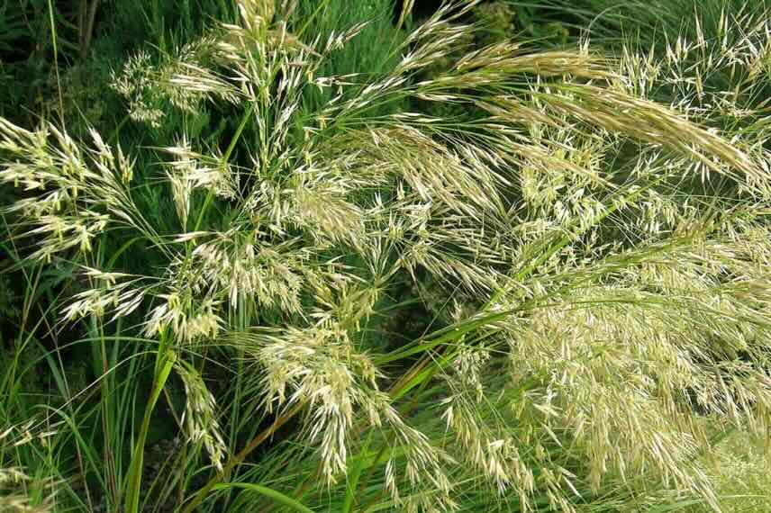 floraison de stipa splendens