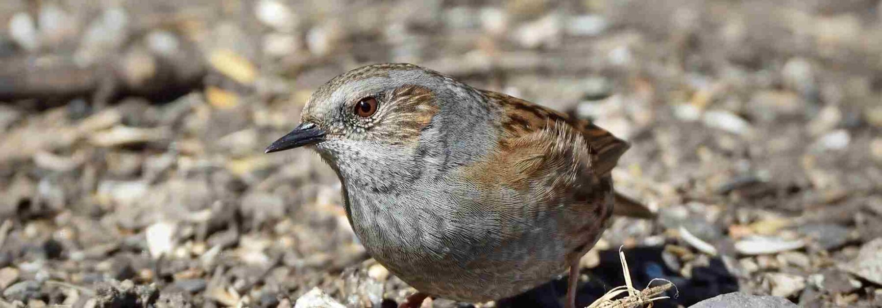 L'Accenteur mouchet : comment accueillir cet oiseau utile dans son jardin ?