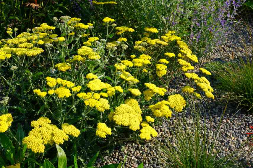 achillee jardin gravier