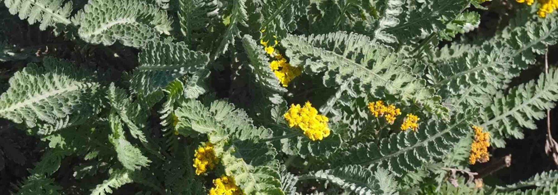 Achillées à feuillage gris : une touche raffinée et originale au jardin