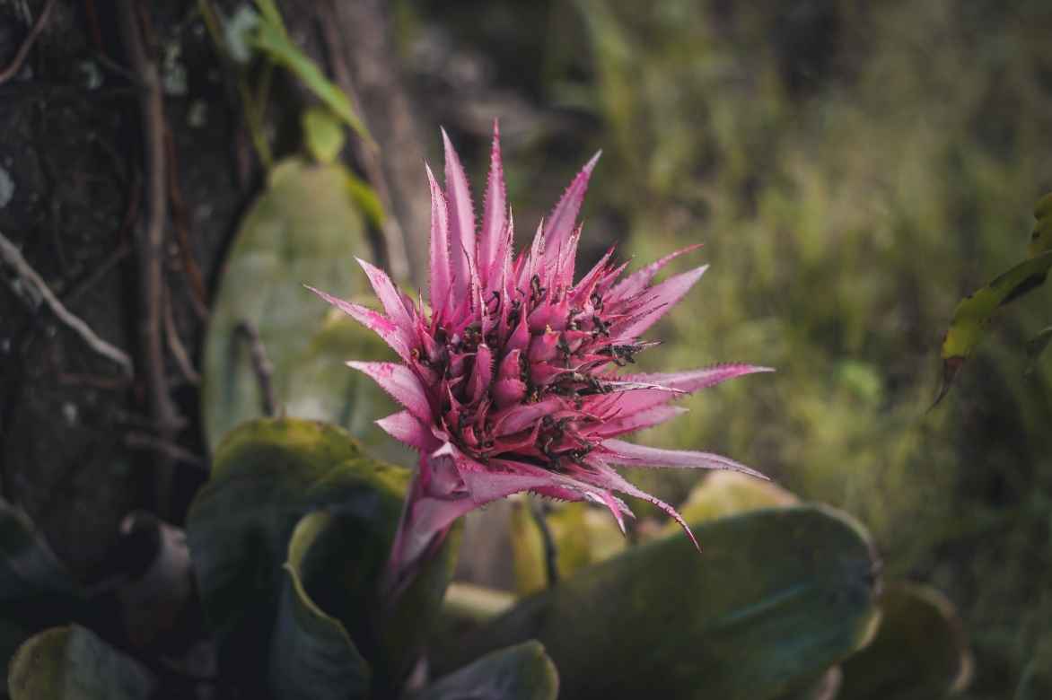 aechmea indoor plant