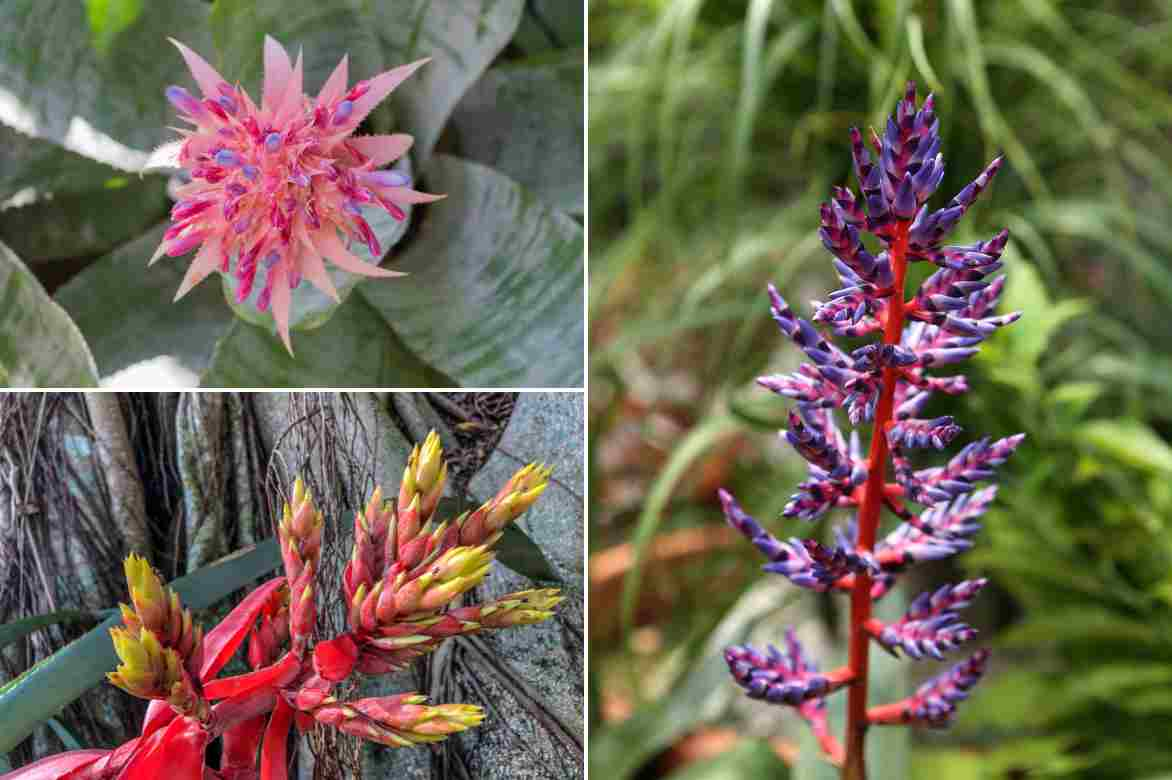 aechmea flowering