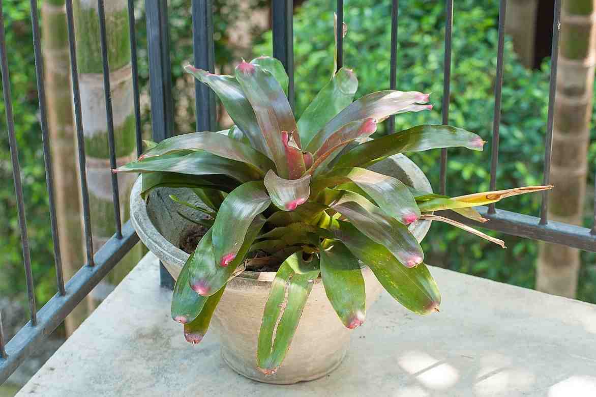 aechmea pot culture