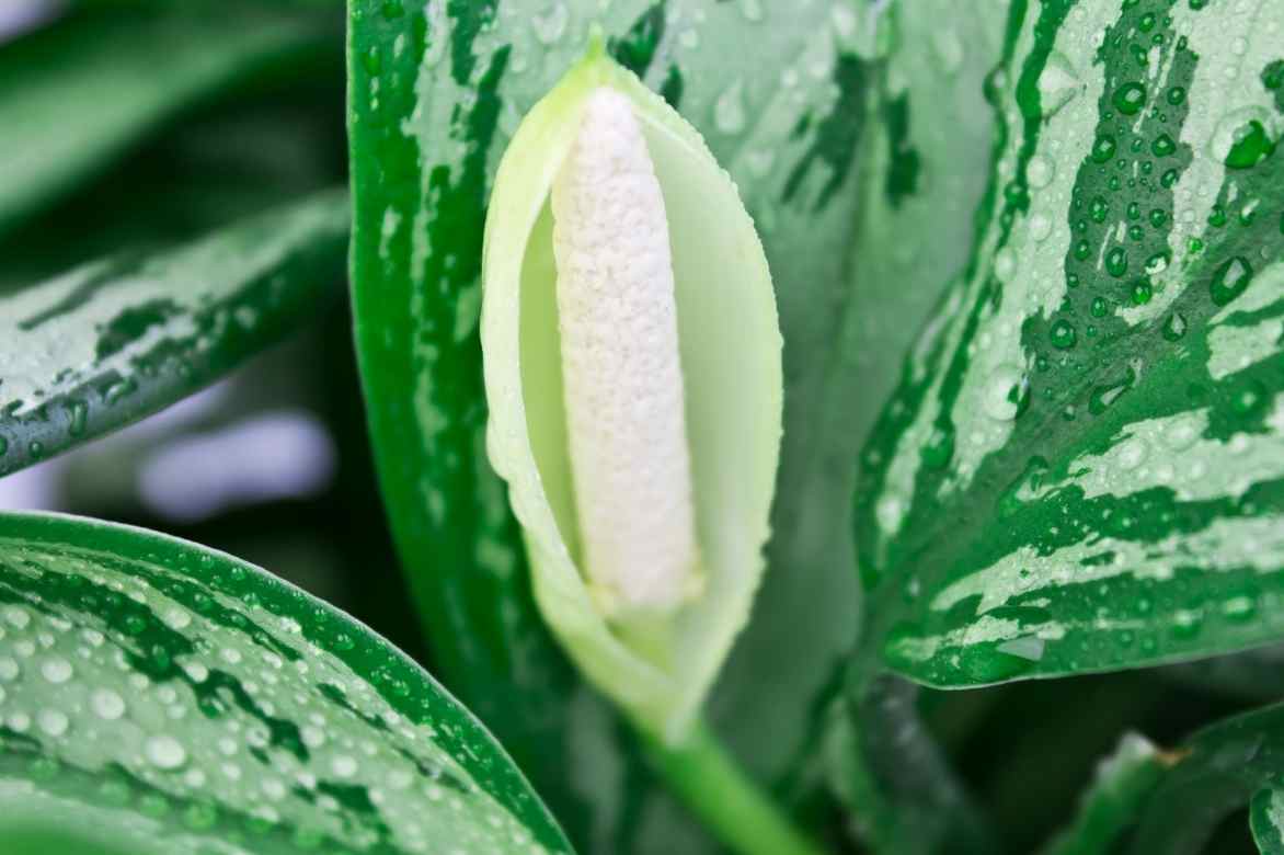 aglaonema flower