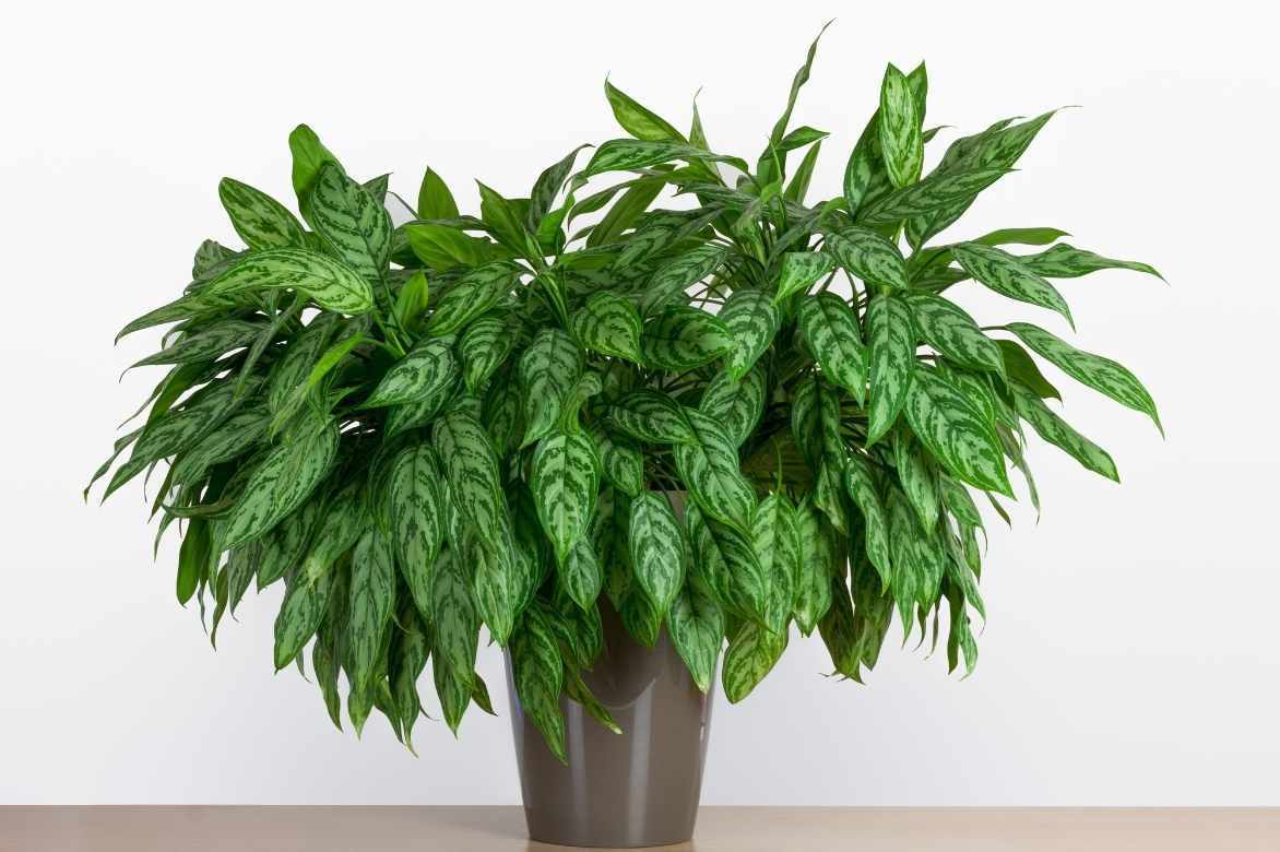 aglaonema indoor plant