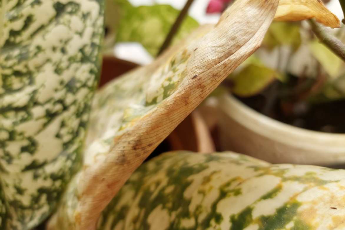 aglaonema diseases